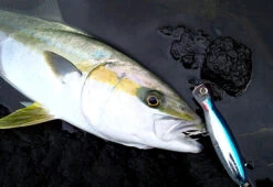 Yo-Zuri Mag Popper Lures -Angling Promotion Store 16 01