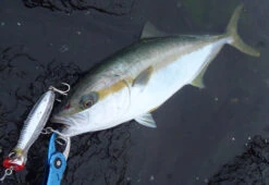 Yo-Zuri Mag Popper Lures -Angling Promotion Store 16 08