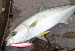 Yo-Zuri Mag Dive Floating Stickbaits -Angling Promotion Store 17 04