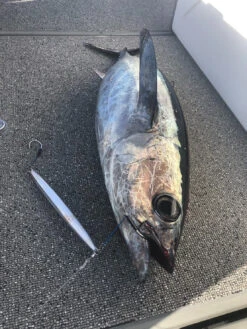 Valley Hill Blue Lancer Tuna Jigs -Angling Promotion Store B0CFAFAF 12E9 40E7 B988 0B38CCAA34CC