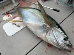 Valley Hill Blue Lancer Tuna Jigs -Angling Promotion Store D0427E21 84C3 4B5C ADFF BF2B32EEEAF0