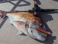 Okuma Tesoro LDJ Lever Drag Jigging Reels -Angling Promotion Store Okuma Tesoro Jigging LDJ fish pics1