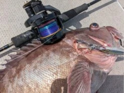 Okuma Tesoro LDJ Lever Drag Jigging Reels -Angling Promotion Store Okuma Tesoro Jigging LDJ fish pics2