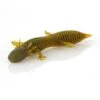 Savage Gear 3" Ned Salamander 5pk -Angling Promotion Store SavageGear DuratechNEDSalamander GreenPumpkin 3in alt1 514170