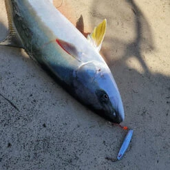 Bozles TG Ieyasu Tungsten Slow Jigs 16 Bozles TG Ieyasu Tungsten Slow Jigs -Angling Promotion Store bozles tg ieyasu yellowtail