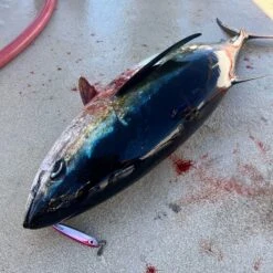 Bozles TG Keiji 150g Tungsten Slow Jigs 27 Bozles TG Keiji 150g Tungsten Slow Jigs -Angling Promotion Store bozles tg keiji 150g yellowfin 327310