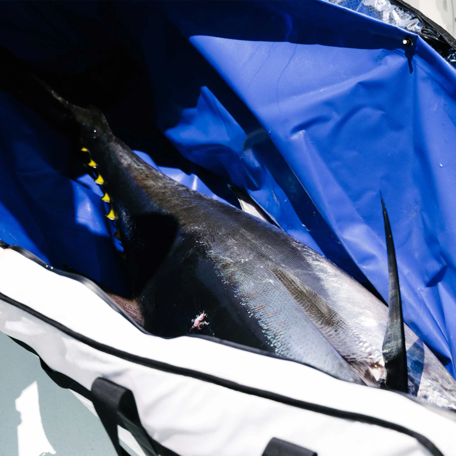 AFTCO Insulated Fish Bags 10 AFTCO Insulated Fish Bags - Image 8