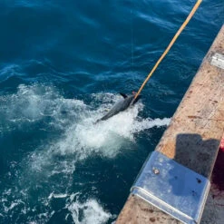 Kamiwaza DecoPop Super Slim 190F Poppers -Angling Promotion Store kamiwaza decopop slim 190mm fish pic2