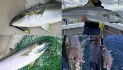 Little Jack Bilhouette 160mm Poppers 13 Little Jack Bilhouette 160mm Poppers -Angling Promotion Store little jack popper bilhouette fish pics