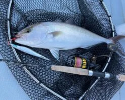 Okuma Tesoro Saltwater Spinning Reels -Angling Promotion Store okuma tesoro fish pics2